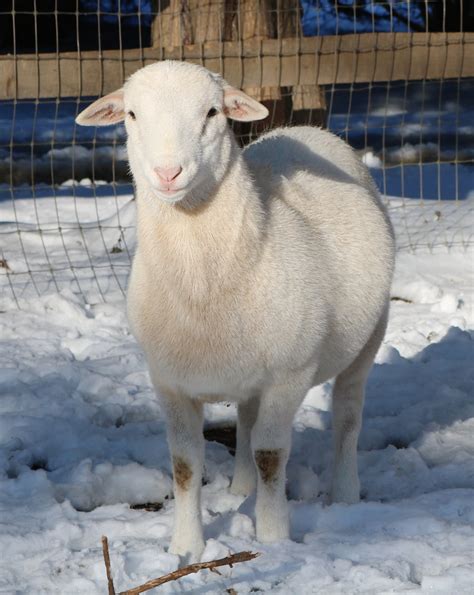 royal white sheep for sale in texas  $320